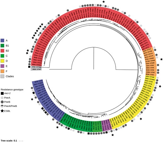 Maximum likelihood tree of the 153 colistin-resistant E. coli strains reconstructed from 422324 core SNPs. The tree was rooted on strain 895B (Escherichia clade V). The strains are indicated by their ID and ST (Warwick scheme). The main E. coli phylogroups (A, B1, B2, C, D, E and F) and the Escherichia clades are represented by colours. The presence of mcr genes, PmrA/PmrB mutations (missense or altering the length of the protein) and production of an ESBL are indicated outside the strain ID circle according to the given code. The scale at the bottom represents genetic distances in nucleotide substitutions per site. This figure appears in colour in the online version of JAC and in black and white in the print version of JAC.