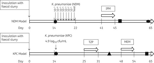 Schematic of experimental design. Shapes indicate the timepoints at which strains were sequenced: a circle denotes the original strain inoculated into the model; a square denotes plasmid uptake; and a triangle denotes a strain with new resistance profile. IPM, imipenem; TZP, piperacillin/tazobactam; MEM, meropenem.