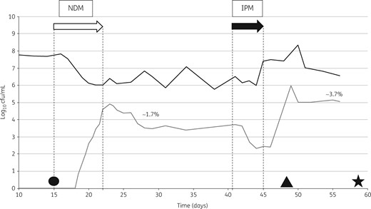 NDM model. Bacterial growth on logarithmic scale. The open arrow indicates the inoculation phase and the filled arrow indicates antibiotic instillation. NDM, K. pneumoniae with blaNDM; IPM, imipenem. The black line shows the total lactose-fermenting population and the grey line shows carbapenemase-producing K. pneumoniae. The percentages shown refer to the proportion of resistant bacteria out of the total Enterobacteriaceae. Circle, strain LCC079; triangle, strain LCC081; star, strain LCC088.