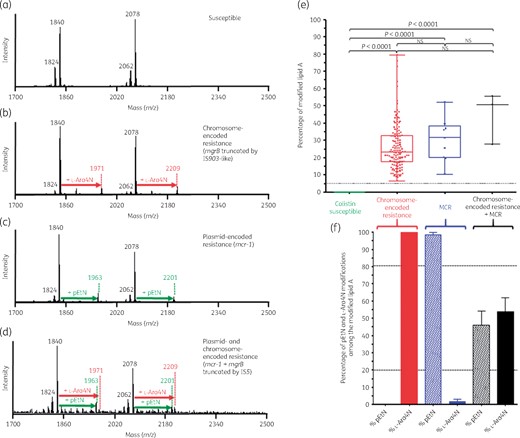 Results of the optimized MALDIxin test on K. pneumoniae. Representative spectra of: (a) a polymyxin-susceptible K. pneumoniae isolate; (b) a chromosome-encoded (mgrB disruption) polymyxin-resistant K. pneumoniae isolate; (c) a polymyxin-resistant K. pneumoniae isolate producing MCR-1; and (d) a polymyxin-resistant K. pneumoniae harbouring both chromosome-encoded resistance (mgrB disruption) and plasmid-encoded MCR-1. The peaks at m/z 1824, 1840, 2062 and 2078 (black) correspond to the peaks of native K. pneumoniae lipid A, the peaks at m/z 1971 and 2209 (red) correspond to the addition of l-Ara4N to the native lipid A and the peaks at m/z 1963 and 2201 (green) correspond to the addition of one pEtN to the native lipid A. (e and f) Representation of the percentage of the modified lipid A for colistin-susceptible and colistin-resistant K. pneumoniae isolates. (e) The global percentage of modified lipid A (l-Ara4N+pEtN-modified lipid A/native lipid A) is represented for colistin-susceptible isolates (n=32), chromosome-encoded colistin-resistant K. pneumoniae isolates (n=45), MCR-producing colistin-resistant K. pneumoniae isolates (n=3) and the K. pneumoniae isolate harbouring both mechanisms (n=1). All experiments were performed in triplicate. The error bars represent the standard error of the mean and the dotted horizontal line corresponds to the suggested cut-off for colistin susceptibility related to no modification of lipid A. NS, not significant. (f) Representation of the percentage of l-Ara4N- and pEtN-modified lipid A among the global modified lipid A for colistin-resistant K. pneumoniae isolates. The dotted horizontal lines correspond to the proposed cut-offs for discriminating between chromosome-encoded resistance, MCR production and both mechanisms.