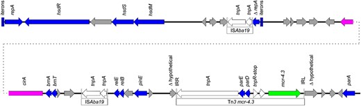 Schematic representation of the complete sequence of pAb-MCR4.3. Grey arrows indicate confirmed or putative ORFs and their orientations. Arrow size is proportional to predicted ORF length. The Tn3-like transposon carrying mcr-4.3 is highlighted for emphasis, and mcr-4.3 is represented by a green arrow. Transposon genes are indicated with white arrows. Blue arrows indicate genes involved in plasmid replication or maintenance. Pink arrows indicate genes involved in other metabolic functions (cirA from pAb-MCR4.3 is involved in iron acquisition and is a putative virulence factor). TSD, TTTCT; IRL, GGCTAAATTTGCCCAACGCGCCAAAAATGTAAAGTTAGC; and IRR, GGCTAATTTTGCCCAACGCGCCAAAAATGTAAAGTTAGC. Gene nomenclature is based on the closest BLAST match from the NCBI (http://blast.ncbi.nlm.nih.gov/Blast.cgi). This figure appears in colour in the online version of JAC and in black and white in the print version of JAC.