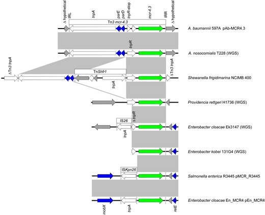 Alignment of mcr-4.3. Comparison of the Tn3-family structure carrying mcr-4.3 in pAb-MCR4.3 from A. baumannii 597A and seven other sequences obtained from the NCBI. Subsequent genetic events in and around the Tn3-family structure are evidenced, including deletions, insertions and rearrangements. Arrow size is proportional to predicted ORF length and the colour scheme is the same as that used in Figure 1. The grey-shaded rectangles indicate areas of identity >95% between each sequence. WGS results of A. baumannii 597A and pAb-MCR4.3 were deposited in NCBI GenBank with accession numbers CP033869 and CP033872, respectively. This figure appears in colour in the online version of JAC and in black and white in the print version of JAC.