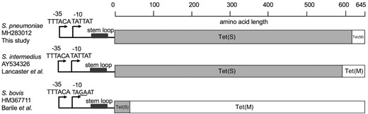Schematic representation of the mosaic structure of tet(S/M) alleles of the current and previous studies. The bars in grey and in white indicate amino acid sequences with high identity to Tet(S) and Tet(M), respectively. The reference sequences for tet(M) and tet(S) were retrieved from NCBI GenBank using accession numbers M85225 and FN555436, respectively.