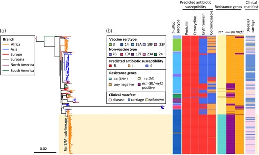 An SNP tree constructed with CC230 tet(S/M)-positive isolates (n=129) and tet(S/M)-negative carriage/disease isolates (n=260) collected from 20 countries. The tree was built based on 13 405 SNPs extracted from an alignment outside recombination regions, created by mapping reads of each isolate to the sequence of an ST230 reference strain, PMEN global clone Denmark14-32, PMEN32 (ENA accession number ERS1706837). Penicillin resistance was predicted based on the pbp1a, pbp2x and pbp2b sequences;38,39 tetracycline and erythromycin resistance were predicted based on the presence of tet(M), tet(O) and tet(S/M), and erm(B) and mef(A), respectively. Co-trimoxazole resistance was predicted based on the presence of mutation I100L in folA and any indel within amino acid residues 56–67 in folP, while the presence of either mutation was predicted to confer a co-trimoxazole-intermediate phenotype.