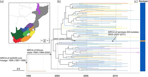 (a) Malawi, Mozambique and administration regions of South Africa. (b) Timed phylogeny for S. pneumoniae tet(S/M) CC230 sublineage (n=129) reconstructed using BEAST. Tree branches are coloured according to the geographical locations in (a), except for the branch for an isolate collected from the USA, coloured in brown. (c) Vaccine serotype 14 is indicated in blue, whereas non-vaccine serotype 23A is indicated in orange.