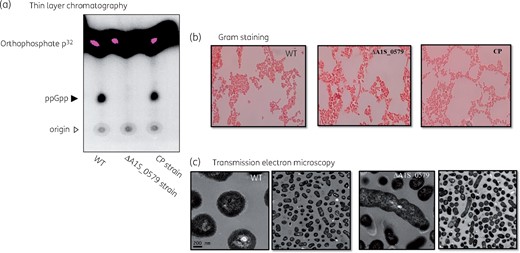 Analysis of ppGpp production by TLC and morphological characteristics of the ΔA1S_0579 strain. (a) Intracellular (p)ppGpp levels detected by TLC analysis. Closed arrowhead indicates ppGpp signal. Open arrowhead indicates origin spot region. (b) Gram staining was applied to cultures of the A. baumannii WT, ΔA1S_0579 and CP strains. The morphology of each strain was observed with an optical microscope. Gram-stained bacteria are red. (c) TEM was used to detect morphological differences between the WT and ΔA1S_0579 strains. Scale bar indicates 200 nm. This figure appears in colour in the online version of JAC and black and white in the print version of JAC.