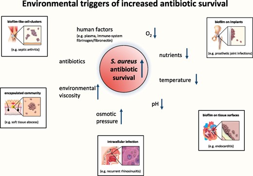 Examples of environmental triggers shown to increase S. aureus antibiotic survival. The insets show examples of situations associated with these triggers and with increased antibiotic survival. This figure appears in colour in the online version of JAC and in black and white in the print version of JAC.