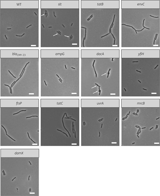 Live-cell images of isogenic mutants for genes identified by TraDIS. Each image depicts a field of view for cells from each isogenic mutant after treatment with 4 mg/L cefotaxime for 1 h and is representative of the cell population. The white scale bar represents 5 μm. Arrows indicate the location of mid-cell bulges.