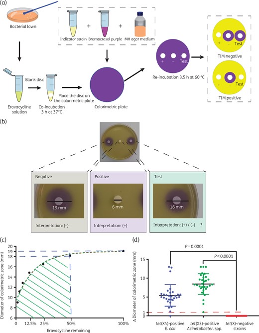 Strategy and results for identification of Tet(X)-producing E. coli and Acinetobacter spp. using the TIM assay. (a) Results are determined by the size of the colorimetric inhibition zone and the total detection time is only 6.5 h. (b) Representative TIM results. The colorimetric inhibition zone diameter of the test strain was 16 mm, 3 mm less than the negative control. The colorimetric inhibition zone of the positive control was completely absent. (c) Determination of positive cut-off values. Eravacycline used at 2.5 mg/L (100%) yielded a colorimetric zone diameter of 19 mm. A colorimetric zone diameter of 18 mm corresponds to a concentration of eravacycline <1.25 mg/L (50%), and this diameter is used as the positive cut-off value. (d) TIM test results for 118 test strains. The changes in diameters of colorimetric inhibition zones of the tet(X)-positive E. coli (30 strains) and Acinetobacter spp. (30) were significant compared with the tet(X)-negative strains (58). This figure appears in colour in the online version of JAC and in black and white in the print version of JAC.
