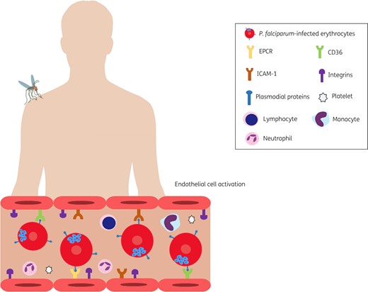 Parasite–host protein interactions. Following infection, plasmodial proteins expressed on the erythrocyte membranes facilitate their adherence to the brain microvasculature. These proteins include those of the PfEMP1 family which can interact with specific endothelial receptors such as ICAM-1, EPCR and CD36. PfEMP1 domains may also bind to integrins in the brain microvasculature. Other parasite proteins such as those of the RIFIN family and PbmaLS_05 can interact with immune cells of the host contributing to the rupture of the blood–brain barrier and endothelial cell activation. This figure appears in colour in the online version of JAC and in black and white in the printed version of JAC.
