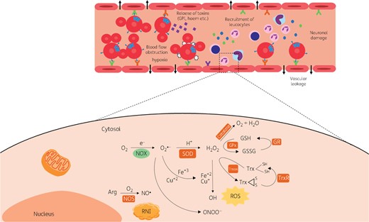 Overview of host oxidative and nitrosative stresses. ROS are formed from O2 reduction by NADPH oxidase which is largely expressed in phagocytes, to superoxide (O•2−). O•2− is then dismuted to H2O2 by SOD. Elevated levels of H2O2 can be converted into H2O and O2 by catalase or reduced by iron to HO• radicals, highly reactive products, which can oxidize carbohydrates, lipids, proteins and DNA. H2O2 can also be removed by the glutathione and thioredoxin systems. The RNI production cascade initiates with the formation of NO from arginine by NOSs. RNI products include oxidized states and adducts of the nitrogen products of NOSs (nNOS, eNOS and iNOS) such as NO•, O•2−, S-nitrosothiols and peroxynitrite (OONO−); the latter, formed by NO• and O•2−, can cause oxidation and nitration of lipids, proteins and DNA. During CM, ROS are produced in order to kill the parasites, but they also damage the endothelial cells of the cerebral vasculature, resulting in disruption of the blood-brain barrier and vascular leakage. Trx, thioredoxin; Trxox, oxidized thioredoxin. This figure appears in colour in the online version of JAC and in black and white in the printed version of JAC.