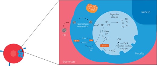 Parasite responses to oxidative stress. Following the digestion of haemoglobin in the parasite vacuole, there is accumulation of FP, a toxic product that becomes polymerized into haemozoin. Some FP (free FP) may escape polymerization needing detoxification by the antioxidant machinery of the parasite. If not removed, the free FP reacts with phospholipids of the vacuolar membrane, increasing its permeability and leading to parasite killing. The parasite expresses two SODs (PfSOD-1 and SOD-2) and PfGST as part of its antioxidant machinery. Hg, haemoglobin.This figure appears in colour in the online version of JAC and in black and white in the printed version of JAC.