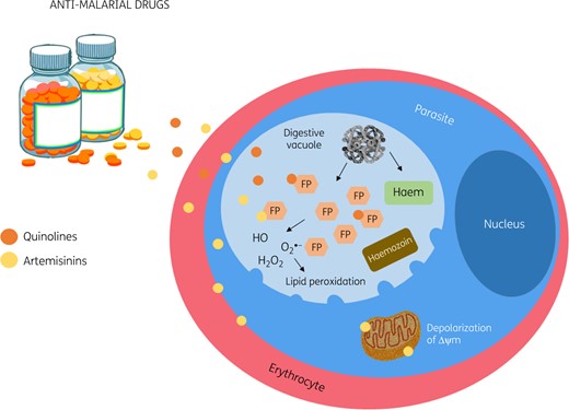 Oxidative stress-based antimalarial drugs. Quinolines bind to FP, impairing haemozoin formation. This leads to the accumulation of FP in the parasite digestive vacuole and results in the lysis of the parasite. Quinolines derivatives increase FP or induce ROS formation in the erythrocytes, leading to lipid peroxidation and cell haemolysis. Artemisinin-based drugs induce free FP and ROS production, the rapid depolarization of the membrane potential of the parasite and destruction and/or inhibition of the parasite mitochondria. Δψm, mitochondrial membrane potential. This figure appears in colour in the online version of JAC and in black and white in the printed version of JAC.