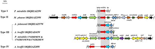 Genetic environments of the tet(X6) genes and comparison of the tet(X6)-carrying regions in this study. The arrows indicate the direction of transcription of the genes. Genes are differentiated by colours. Regions of >97% homology are marked by grey shading.