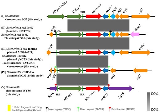 Genomic and molecular analyses for blaCTX-M-64-positive plasmids. Types of genomic environment of the blaCTX-M-64 gene in E. coli and Salmonella isolates: (I) in the chromosome of the Salmonella isolate SG2; (II) in the E. coli IncI2 plasmid pCTXM64_C0967 (KP091735) and the E. coli IncI2 plasmid pWG20; (III) in the E. coli IncHI2 plasmid pFS11Y5CT (MG014721), the Salmonella IncHI2 plasmid pYC33 and the chromosome of the transformant T-YC33-1; (IV) in the Salmonella ColE-like plasmid pYC33-2; and (V) in the chromosome of the Salmonella isolate WY36. This figure appears in colour in the online version of JAC and in black and white in the print version of JAC.