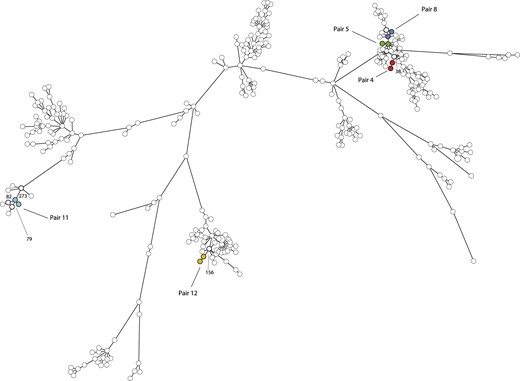 Minimum spanning tree based on WGS of 319 MRSA isolates. The tree was based on cgMLST using 1861 genes and clustering was done using a categorical coefficient. Each circle in the tree represents a single MRSA isolate. Circles with identical colours represent isolates of a single pair, whereas the white nodes represent epidemiologically unrelated isolates from the national MRSA surveillance submitted during the study period. The lines between the circles denote the distance in number of genes. Pair 4 (red): MLVA type 569 and MC398, genetic distance = 13 genes, genetic distance to neighbouring isolate = 38 genes. Pair 5 (green): MLVA type 398 and MC398, genetic distance = 8 genes, genetic distance to neighbouring isolates = 61–87 genes. Pair 8 (blue): MLVA type 555 and MC398, genetic distance = 3 genes, genetic distance to neighbouring isolates = 57–102 genes. Pair 11 (turquoise): MLVA type 2104 and MC282, genetic distance = 6 genes, genetic distance to neighbouring isolates = 79–273 genes. Pair 12 (yellow): MLVA type 461 and MC022, genetic distance = 8 genes, genetic distance to neighbouring isolate = 156 genes. The pair numbers correspond to the subject numbers from the cross-sectional study.4 This figure appears in colour in the online version of JAC and in black and white in the print version of JAC.