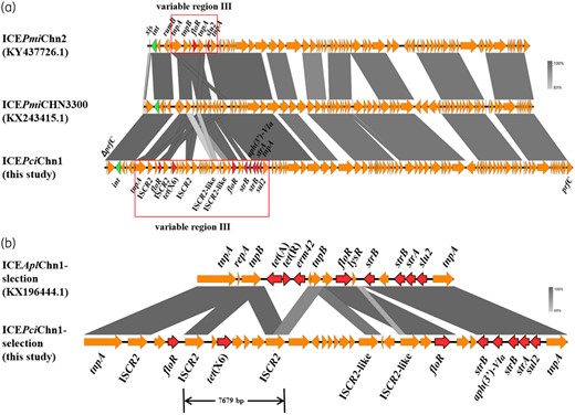 Comparative analysis of the tet(X6)-harbouring ICE and other similar ICEs. (a) Structure comparisons of ICEPmiChn2 (KY437726.1), ICEPmiCHN3300 (KX243415.1) and ICEPciChn1 (this study). (b) Comparative genetic environments of the tet(X6)-harbouring ICE and ICEAplChn1 (KX196444.1). Visualization of nucleotide sequence comparisons was generated with Easyfig (http://mjsull.github.io/Easyfig/files.html). This figure appears in colour in the online version of JAC and in black and white in the print version of JAC.