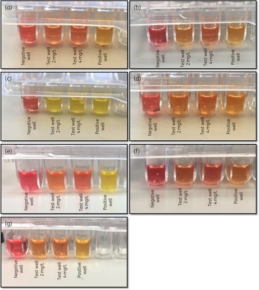 Results interpretation of the RP-AB assay. Representative colour changes of (a) susceptible (MIC ≤2 mg/L) (the two test wells are similar to each other and to the negative well and different from the positive well) and (b) intermediate (MIC 4 mg/L) strains (the first test well is similar to the positive well and the second test well is similar to the negative well). (c and d) There are two types of possible colour changes representing a resistant phenotype (MIC >4 mg/L). In (c), the positive well and the two test wells are yellow and differ from the red negative well. In (d), the positive well and the two test wells are orange and differ from the red negative well. The colour (yellow to orange) in the positive well differs between strains. (e–g) Three examples of difficult-to-interpret colour changes. All isolates have a colistin MIC of ≥4 mg/L, so the two test wells should have the same colour as the positive well (yellow/orange) and a different colour from the negative well (red). This figure appears in colour in the online version of JAC and in black and white in the print version of JAC.