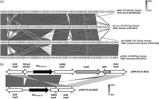 (a) Full-length alignment of four F1:A2:B20 plasmids harboured by CTX-M-27-producing E. coli strains of ST131 and clade C1-M27, identified in Brazil (pMO, GenBank accession number: MG886288), Sweden (p4_4.1, 125.877, GenBank accession number: CP023827), the United Arab Emirates (pEC-81009, GenBank accession number: CP021180) and Germany (pH105, 134.899, GenBank accession number: CP021871). Arrows indicate the direction of transcription, whereas the grey bands denote regions of identity. Overall, the identity was more than 95%. (b) Schematic representation of the genetic environment of blaCTX-M-27 genes carried by the pMO and p6M plasmids identified in CTX-M-27-producing E. coli strains, isolated from areas impacted by intensive maritime traffic and transoceanic shipping activities, in Brazil. Arrows indicate the direction of transcription of blaCTX-M-27 genes (black arrow), genes related to mobile elements (white arrows) and tonB (related to energy transduction functions) and ORF genes (grey arrows).