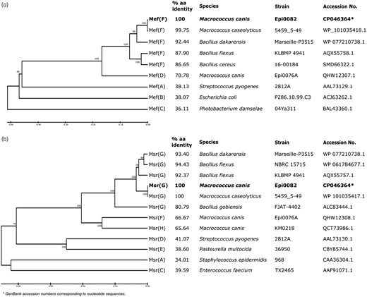 Evolutionary analysis of the amino acid (aa) sequences of Mef and Msr proteins from different families. (a) Clustering of Mef protein. (b) Clustering of Msr protein. The clustering of aa sequences was performed using MEGA v10.1.5.32 The percentage aa identity between the novel determinants Mef(D) and Msr(G) and related determinants is indicated.