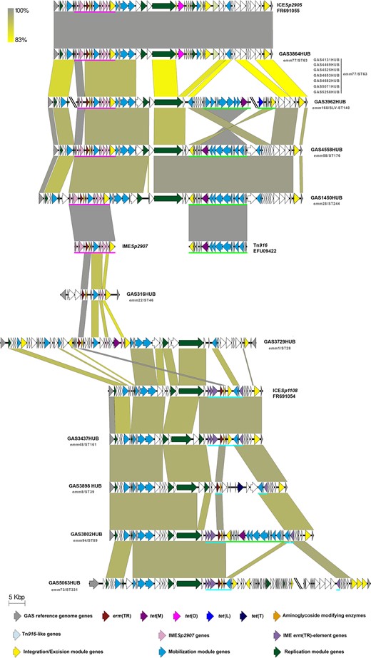 Schematic representation of the erm(TR)-containing elements. This figure shows the genetic elements containing erm(TR) related to three main structures: first, those related to ICESp2905 (accession number FR691055) in the upper part that could contain either the IMESp2907 element with tet(O) (underlined in pink) or the Tn916 (accession number EFU09422) harbouring tet(M) (underlined in green); second, in the bottom those related to ICESp1108 (accession number FR691054) containing the IME erm(TR) element (underlined in blue); third, in the middle of the figure isolates partially related to the previously cited elements. The yellow-to-grey shaded areas connect the regions based on similarity (identity from 83% to 100%). The arrows depict the genes contained in each element; truncated sequences among different contigs are highlighted with a double slash (\\). Coloured arrows represent different genes. Grey, GAS reference genes (M1GAS, accession number NC_002737). Resistance genes: erm(TR) in red, tet(M) in purple, tet(O) in fuchsia, tet(L) in ultramarine-blue, tet(T) in dark blue, and aminoglycoside-modifying enzymes in orange. Genes harboured in previously described MGEs: Tn916-like in light blue, IMESp2907 in light pink, and IME erm(TR) element in light purple. Yellow, integration/excision module genes (integrases, recombinases, excisionases and transposases). Blue, mobilization module genes (T4SS genes and relaxases). Dark green, replication module genes (topoisomerases, regulatory proteins and helicases). Representative isolates are highlighted in boldface and the other isolates with the same structure in grey; under the name is shown the emm/ST type of each isolate. This figure appears in colour in the online version of JAC and in black and white in the print version of JAC.
