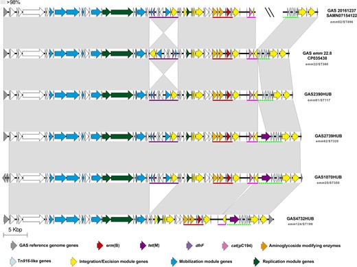 Schematic representation of the multidrug-resistance (MDR) element containing erm(B). This figure shows the structure of the MDR determinants containing elements found in four strains of our collection (HUB) compared with previously sequenced isolates in the literature GAS emm22.8 (accession number CP035438)47 and GAS20161237 (SRA accession number SAMN07154122).34 This structure harbours four resistance-containing regions: dfrF region (underlined in purple), MAS element (underlined in red), cat(pC194) region (underlined in pink), and partial Tn916-containing tet(M) underlined with a green dotted line. The grey-shaded areas connect regions based on similarity (over 98% identity). The sequence interruption among different contigs is represented with a double slash (\\). Arrows represent genes. Colours represent different genes. Grey, GAS reference genes (M1GAS, accession number NC_002737). Resistance genes: erm(B) in red, tet(M) in purple, dfrF in light purple, cat(pC194) in pink, and aminoglycoside-modifying enzymes in orange. Light blue, genes harboured in Tn916-like elements. Yellow, genes related to integration/excision module (integrases, recombinases, excisionases and transposases). Blue, mobilization module genes (T4SS genes and relaxases). Dark green, replication module genes (topoisomerases, regulatory proteins and helicases). The emm/ST type is specified in grey under every isolate name. This figure appears in colour in the online version of JAC and in black and white in the print version of JAC.