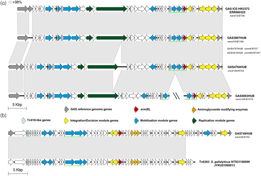 Schematic representation of other erm(B)-containing structures. (a) Representation of the elements found in six strains that harbour only erm(B). This structure is similar to that found in the GAS ICE HKU372 (Run SRA accession number ERR060322).7 (b) Structure found in GAS748HUB that is very similar to Tn6263 previously described in S. gallolyticus NTS31106099 (accession number JYKU01000013)48 harbouring erm(B) and aminoglycoside-modifying enzymes. The regions containing partial Tn916 are underlined with a green dotted line. The grey-shaded areas connect regions based on similarity (over 98% identity). Double slash (\\) represents sequence interruption by different contigs. Genes are represented with arrows; the colours represent different genes. Grey, GAS reference genes (M1GAS, accession number NC_002737). Resistance genes: erm(B) in red and aminoglycoside-modifying enzymes in orange. Light blue, genes harboured in Tn916-like elements. Yellow, genes related to integration/excision module (integrases, recombinases, excisionases and transposases). Blue, mobilization module genes (T4SS genes and relaxases). Dark green, replication module genes (topoisomerases, regulatory proteins and helicases). Representative isolates are highlighted in boldface and the other isolates with the same structure in grey; under the name is showed the emm/ST type of each isolate. This figure appears in colour in the online version of JAC and in black and white in the print version of JAC.
