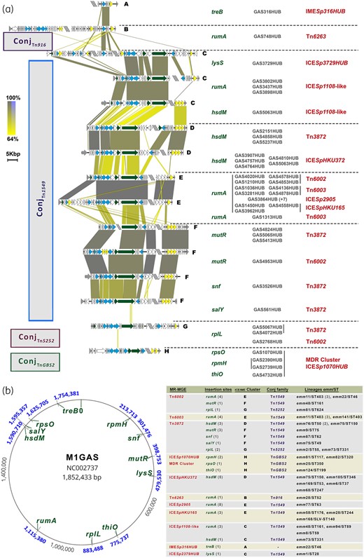 Schematic representation of the association of the mobilization, replication and insertion/excision clusters with the insertion site (a) and the different MGEs insertion sites in the reference genome related to the ICE/IME clusters, conjugation families and lineages (b). (a) This figure represents the ICE/IME clusters of the different elements excluding the MR-containing elements previously described. This emphasizes the association between the mobilization, replication and insertion/excision clusters and the insertion site (E—rumA, D—hsdM, G—rplL) with the MR-containing element itself (C—ICESp1108-like, H—MDR cluster) or both (F—Tn3872 and mutR), depending on the integrase content. In boxes on the left side is shown the conjugation family classification15 of the ICE/IME clusters. The yellow-to-grey-shaded areas connect regions based on similarity (identity 64%–100%). The yellow-to-blue areas represent a reversed sequence. The genes are represented with arrows and the colours represent different genes. Yellow, integration/excision module (integrases, recombinases, excisionases and transposases). Blue, mobilization module genes (T4SS genes and relaxases). Dark green, replication module genes (topoisomerases, regulatory proteins and helicases). Double slash (\\) represents sequence interruption by different contigs and triple slash (\\\) represents the place where the sequences have been split to remove the MR-containing element from the sequence. The insertion-site names are coloured in green, the MR-containing element in red and the names of the different isolates in grey. There are vertical bars in order to group the isolates’ names with their MR-containing element (bar on the right) and with the corresponding insertion site (bar on the left). The different conjugation clusters are named in bold letters from A to H and are separated by a dotted line. (b) The insertion sites of the different resistance-carrying mobile elements referred to the M1GAS genome (accession number NC_002737) are depicted in this figure. The gene names of insertion sites are coloured in green and their positions in the entire genome of the M1GAS are highlighted in blue. The table next to the figure summarizes the number of isolates (in grey between parentheses) of the different macrolide-resistance-containing elements (MR-MGE; written in red) found in the different insertion sites, the ICE/IME cluster associated (bold letters A to H; see Figure S9), the corresponding conjugation family15 (written in purple; see Figure S10) and the lineages harbouring each combination. This figure appears in colour in the online version of JAC and in black and white in the print version of JAC.