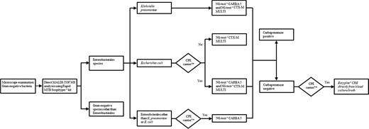 Rapid diagnostic algorithm for Gram-negative BSI during the study period (April 2019 to March 2022). *Documented carriage by the same bacterial species identified in BC found to be a carbapenemase producer.