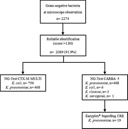 Rapid BCs workflow according to the study’s diagnostic algorithm.