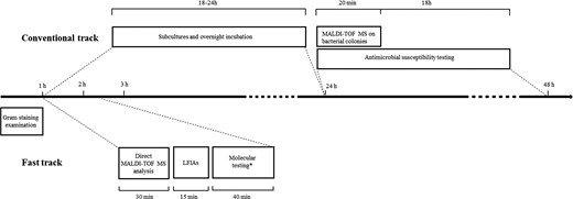 Timeline of conventional and fast-track BCs diagnostics starting from positive BC bottle. Conventional track (∼36–42 h): positive BCs are subjected to Gram staining examination (∼1 h), subcultures on solid media and overnight incubation for ∼18–24 h. Species identification and antimicrobial susceptibility testing are performed on overnight colonies by MALDI-TOF MS (∼20 min) and automated microdilution system (18 h), respectively. Fast track (∼105–145 min): BC positive to Gram-negative rods are subjected to direct MALDI-TOF MS analysis (∼30 min). LFIAs are performed according to species identification (15 min). *Molecular testing for carbapenemase genes (∼40 min) is performed in case of NG-Test CARBA 5 negative result and patient with documented carriage by the same bacterial species identified in BC and found to be a carbapenemase producer.