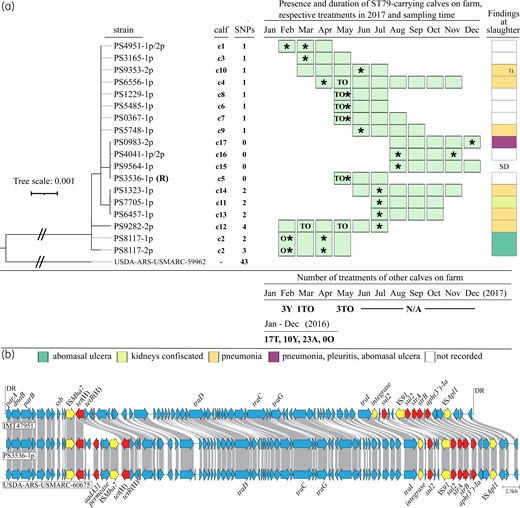 Phylogenetic tree obtained from cgSNP analysis of MDR P. multocida ST79 isolated from 17 calves on a Swiss farm over an 11 month period and antimicrobial treatments recorded on the farm in 2016 and 2017 (a), as well as comparative analysis of the chromosomal ICEs from P. multocida IMT47951 (GenBank acc. no. CP087380), P. multocida USDA-ARS-USMARC-60675 (GenBank acc. no. CP015567) and P. multocida PS3536-1p (GenBank acc. no. CP061052) (b). (a) The genome of P. multocida ST79 strain PS3536-1p (GenBank acc. no. CP061052) was used as a reference (R) for SNP calculation. The tree was rooted with the closest related P. multocida ST79 strain USDA-ARS-USMARC-59962 from GenBank (acc. no. CP015570). Antimicrobial treatments: A, ampicillin; T, tulathromycin; O, oxytetracycline; Y, tylosin; TO, tulathromycin and oxytetracycline (not applied concomitantly, but within the same month). Asterisks indicate the sampling time of the investigated calves. Post-mortem findings at the slaughterhouse are indicated with different colours. 1) In addition to pneumonia, the calf had a knee joint infection, deficient hindquarter and low carcass value. N/A, treatment records not available; SD, sudden death on the farm. (b) Arrows indicate the different ORFs of the ICEs with resistance genes shown in red, transposase genes in yellow and others in blue; grey-shaded lines indicate the homologous regions between ICEs; DR, direct repeats (ATTCAAAA); the ICE comparison illustration was created using clinker v0.0.23. This figure appears in colour in the online version of JAC and in black and white in the print version of JAC.