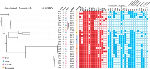 Phylogenetic structures, MLST and antibiotic resistance phenotypes and genotypes of blaNDM-positive Enterobacteriaceae from companion animals and employees in veterinary clinics. Relationships of blaNDM-positive E. coli isolates are indicated using a maximum likelihood tree. The red and blue squares represent positivity for resistance phenotypes and genotypes, respectively. GEN, gentamicin; AMK, amikacin; IMP, imipenem; MEM, meropenem; ERT, ertapenem; ATM, aztreonam; CAZ, ceftazidime; CTX, cefotaxime; CIP, ciprofloxacin; S/T, trimethoprim/sulfamethoxazole; FOS, fosfomycin; TET, tetracycline; FFC, florfenicol; TIG, tigecycline; CS, colistin. This figure appears in colour in the online version of JAC and in black and white in the print version of JAC.