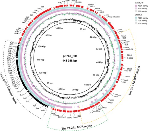 Circular sequence alignments of blaNDM-4-carrying plasmids pF765_FIB and pG908_FIB. Genes depicted in the outer circle belong to plasmid pF765_FIB that was included as a reference and the middle circle represents a structurally similar plasmid (pT28R_2) obtained from the GenBank database. The inner circle depicts plasmid pG908_FIB. The green and orange dashed lines denote MDR regions that possessed and lacked blaNDM-4, respectively. The black dashed line denotes a conjugative transfer region. This figure appears in colour in the online version of JAC and in black and white in the print version of JAC.