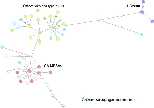 MST for ST8-IV isolates. Twenty-two samples with more than 10% missing values of the items for distance calculation were excluded from the MST. An MST for 51 samples was created based on MLST (7), cgMLST (1861) and S. aureus Accessory (706) using Ridom SeqSphere+. The number in the node is a complex type determined by cgMLST. This figure appears in colour in the online version of JAC and in black and white in the print version of JAC.