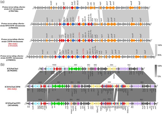 (a) Genetic environments of the tet(X6) gene in CZP50 (CP116620) chromosome and other similar P. cibarius chromosomal MDR regions. (b) Genetic structure comparison of cfr-bearing ICEPciChnCZP50 with ICEPmiChn1 (KT962845) and ICEPmiChnSTP3 (MT449450). The arrows indicate the direction of gene transcription. The hotspots (HS1 to HS5) and variable region (VRIII) are shown with different colours: HS1, orange; HS2, purple; HS3, black; HS4, yellow; HS5, green; and VRIII, light blue. Resistance genes are in red, and transposase or integrase genes within the ISPpu12-mediated composite transposon are in blue. This figure appears in colour in the online version of JAC and in black and white in the print version of JAC.