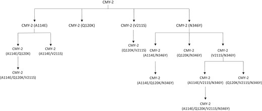 Overview of site-directed mutagenic CMY-2 variants. Parentheses indicate the amino acid mutation relative to CMY-2. A total of 15 CMY-2 mutants were created using a PCR-based mutagenesis method and subsequently assessed using antimicrobial susceptibility testing.