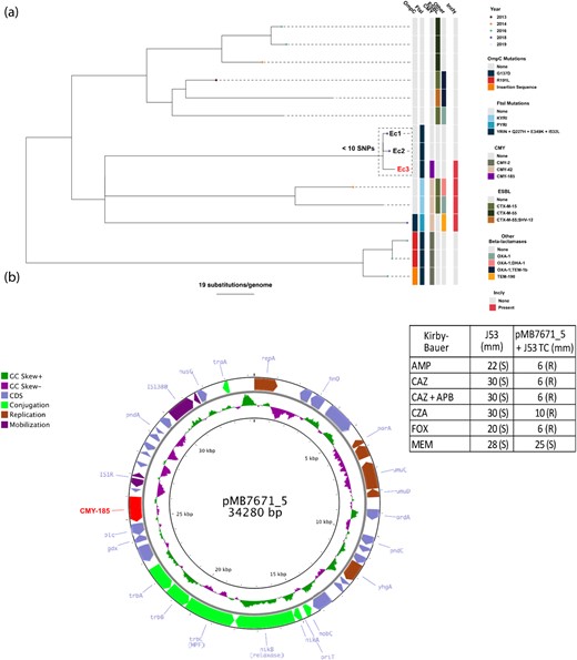 Characterization of ST410 E. coli with putative blaCMY-185 vector. (a) ST410 population structure with the blaCMY-185-harbouring strain. A total of 15 ST410 isolates from 10 patients were identified through WGS from 2013 to 2019 locally. Ec1, Ec2 and Ec3 are indicated on the tree having <10 pairwise SNPs within this group. Ec3 is highlighted in red font with the novel blaCMY-185 variant (purple) indicated in the column. All IncIγ-positive isolates had 100% breadth of coverage when aligned with pCMY42-035148 (RefSeq #: GCF_003268695.1). ftsI and ompC mutations, which are predicted to contribute to reduced susceptibility to β-lactams based on previous studies,26,28 are indicated in the legend. (b) IncI-γ/K1 description harbouring blaCMY-185 with Kirby–Bauer (KB) disc diffusion testing results from conjugation experiments. The 34 kbp plasmid has the ORF labelled based on function as highlighted in legend. The blaCMY-185-encoding gene is labelled in red. Zone diameters for the recipient (J53) and the transconjugant clone (J53 + pMB7671_5) are in the accompanying table with susceptibility (S) and resistance (R) labelled based on the CLSI guidelines.12 AMP, ampicillin; CAZ, ceftazidime; CAZ + APB, ceftazidime + 3-aminophenylboronic acid (300 mg); CZA, ceftazidime/avibactam; FOX, cefoxitin; MEM, meropenem.