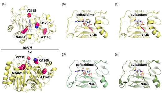 Model structure of CMY-185. (a) Overall structure of CMY-185. The substitution residues are shown as CPK representations coloured in magenta. To clarify the substrate-binding site, the ceftazidime molecule is shown as a white ball-and-stick representation. (b, c) Close-up views of the model structures of the CMY-185 complex with ceftazidime (b) or avibactam (c). (d, e) Close-up views of the crystal structures of the AmpCEnt385 complex with ceftazidime (d, PDB accession number 6LC9) or avibactam (e, PDB accession number 6LC8). Hydrogen bonds are represented as orange dashed lines.