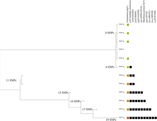 Phylogenomic tree of the gentamicin-susceptible N. gonorrhoeae WHO X35 parent strain and the in vitro gentamicin-exposed WHO X2–100 mutants, including the gentamicin-resistant WHO X30–100 mutants. The coloured boxes show the different MICs (mg/L) of gentamicin and the black boxes represent presence of mutations in the genes. This figure appears in colour in the online version of JAC and in black and white in the print version of JAC.