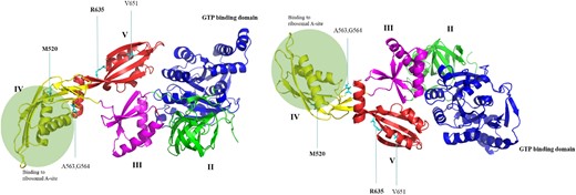 Two views of the same elongated EF-G protein structure predicted using AlphaFold. The domains II–V as well as the GTP binding domain are coloured. The amino acid substitutions causing low-level gentamicin resistance in a previous report34 are pointed out and amino acids found to be altered in the present study are in bold. This figure appears in colour in the online version of JAC and in black and white in the print version of JAC.