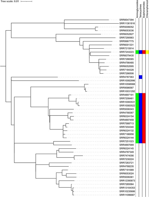Phylogeny of STEC O157:H7 lineage I/II showing the distribution of AMR determinants.