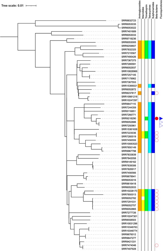 Phylogeny of STEC O157:H7 lineage Ib showing the distribution of AMR determinants.