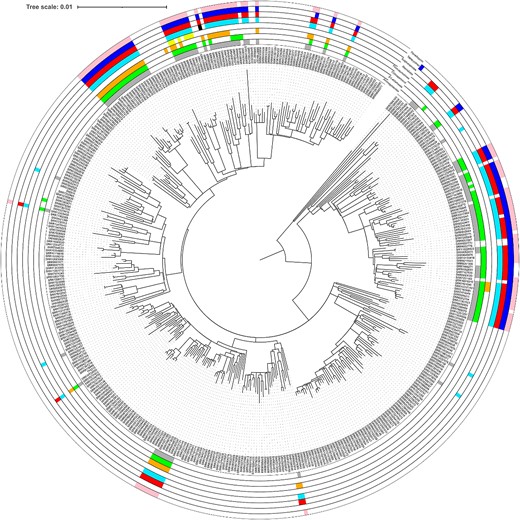 Phylogeny of STEC O157:H7 lineage IIc showing the distribution of AMR determinants.