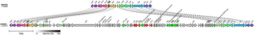 Long-read sequencing analysis of the region encoding the AMR determinants in lineage I/II showed that strA, strB/tetA/sul2 were co-located on a 9kbp Tn10 intergron integrated into the chromosome at 2 080 998–2 089 926 within a prophage at clpA.