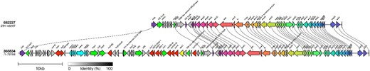 Long-read sequencing analysis of the region encoding the AMR determinants in sub-lineage Ib showed that all the AMR determinants (either strA-strB/tetA/sul2, or blaTEM-1/strA-strB/dfrA-1/tetA/sul1/sul2) were co-located on the chromosome on a 39 466 bp fragment of DNA inserted within the Locus of Enterocyte Effacement at 5 376 390–5 415 856.