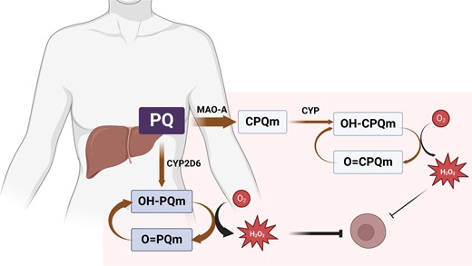Schematic representation of the proposed mechanism of action of primaquine and carboxyprimaquine against liver hypnozoites. Primaquine (PQ) is metabolized into hydroxylated PQ metabolites (OH-PQm) by CYP2D6. OH-PQm undergoes spontaneous oxidation to quinoneimines (O = PQm) with concomitant generation of hydrogen peroxide (H2O2). Primaquine is converted to carboxyprimaquine, the most abundant plasma metabolite, mainly by MAO-A. Carboxyprimaquine produces its own set of quinoneimines that kill the parasite through redox cycling and oxidative damage. Created with BioRender.com. This figure appears in colour in the online version of JAC and in black and white in the print version of JAC.