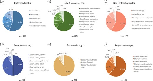 Distribution of top six bacterial genus. Pie graphs of detected species are shown for (a) Enterobacterales., (b) Staphylococcus spp., (c) non-Enterobacterales., (d) Enterococcus spp., (e) Pasteurella spp., (f) Streptococcus spp.