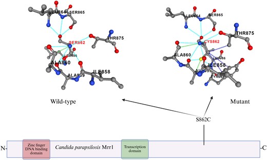 Protein scheme and effect of S862C substitution on the amino acid structure of the protein done with PremPS online software. The amino acid substitution is highlighted in red (SER862, CYS862). Dotted lines represent the interactions between amino acids within the protein structure of both WT (left) and mutant (right) strains. Image created using www.biorender.com.
