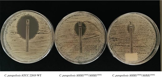Fluconazole Etest for Candida parapsilosis ATCC 22019 reference strain, and heterozygous and homozygous mutant clones for the C2585G substitution in the CpMRRI gene. Image created using www.biorender.com.
